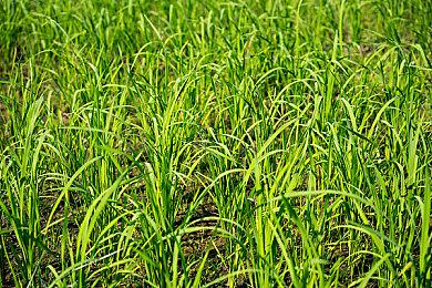 地平线编剧加盟重启版《神鬼寓言》开发团队