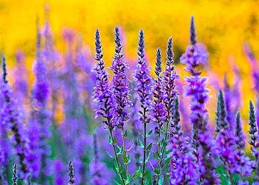 佛州小丑发“最后通牒” 要求R星赔偿1000万美元